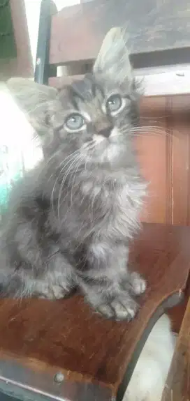 Kitten Persia medium Jantan