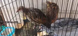 ayam hutan  2 ekor