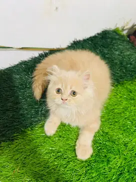 Kucing persian flatnose cream