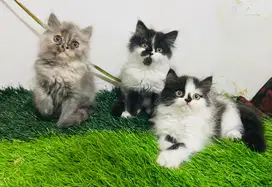Kucing persia blue torti & black n white