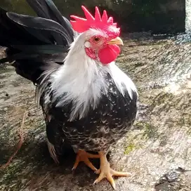 Sepasang ayam Kate