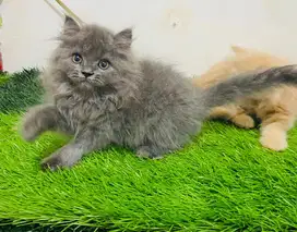 Kucing persiaan blue solid