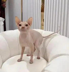 Kucing Sphynx jantan