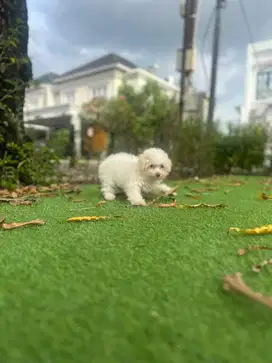 tiny white poodle