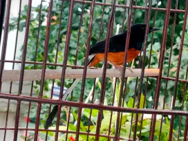 Murai batu hutan