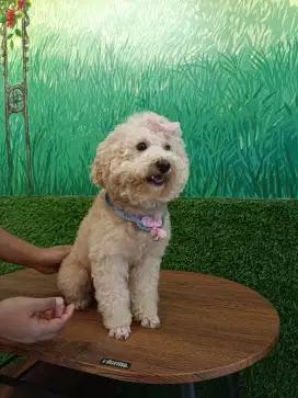 Poodle apricot dewasa