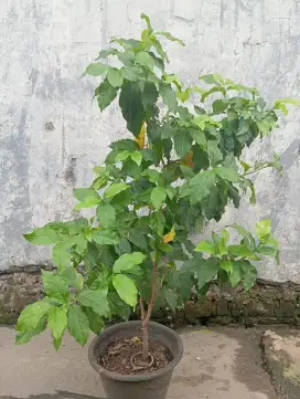 Pohon kacang Amazon/kacang arab