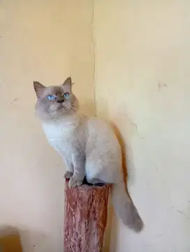 Kucing jantan siap kawin