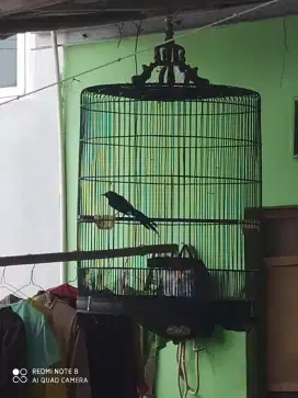Burung murai medan