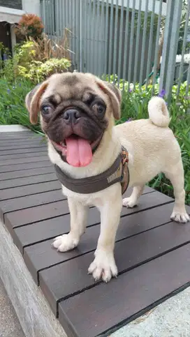 Pug Jantan Surat Lengkap