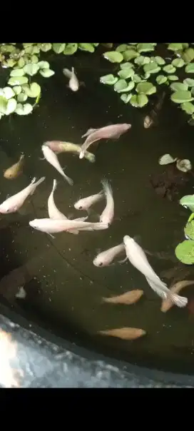 Jual ikan cupang hias