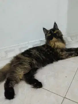 Mainecoon betina