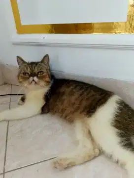 Peaknose betina