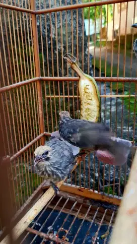 Cucakrowo muda 3 bulan
