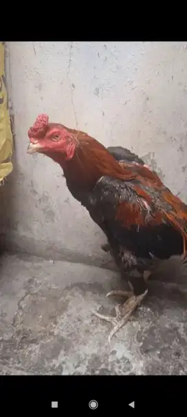 Jual ayam bngkok pamakoy kaki Ubed,jalu renteng,usia 10 BLN,UK 4,