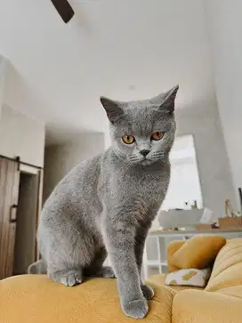 British short hair bsh british shorthair betina birahi