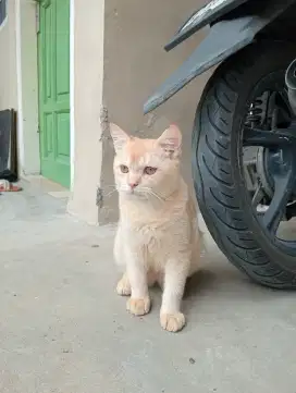 Bsh La/tuker british betina
