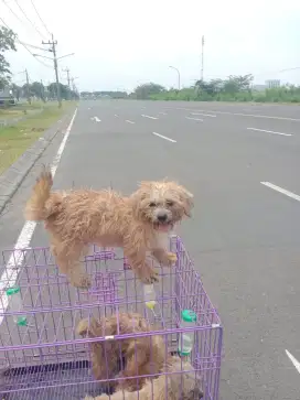 Monggo dipinang anjing shihztu umur 1 tahun