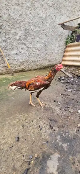 Jual Ayam Bangkok