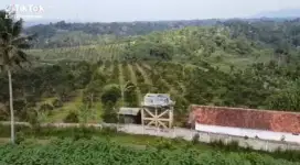 Kebun alfukat siap panen Di sukabumi parung kuda