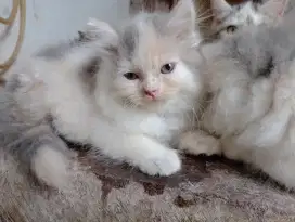 Lepas adopsi persia
