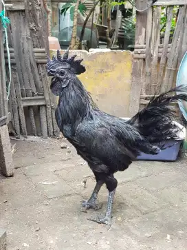 Ayam Cemani Lidah Hitam