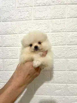 Super Minipom betina