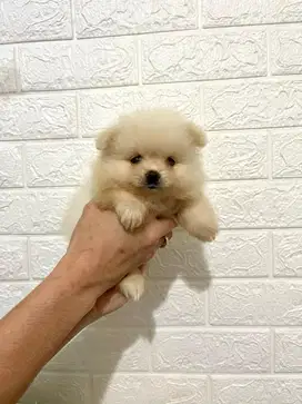 Super minipom jantan