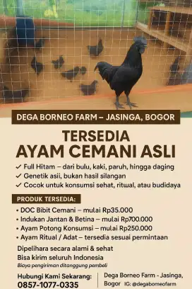 Ayam Hitam / Cemani