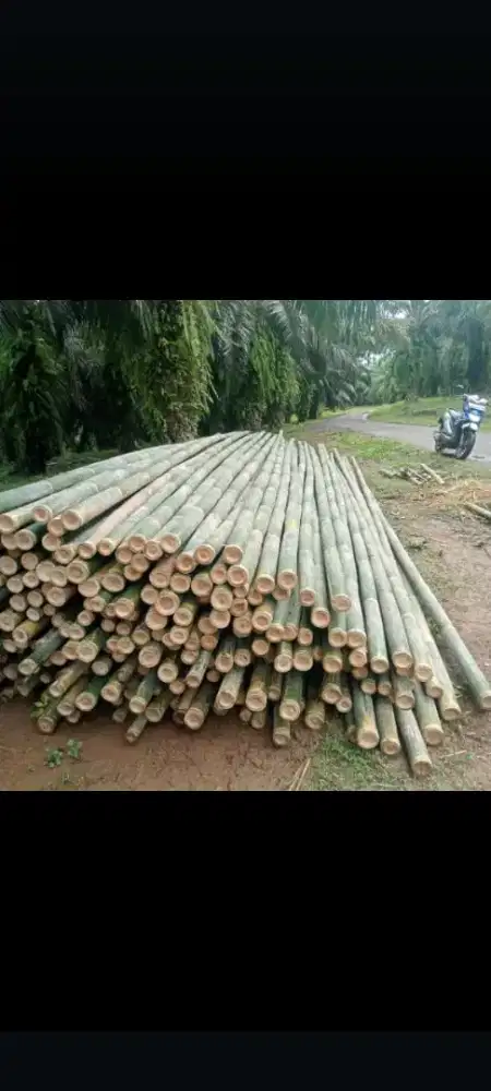 Bambu steger murah