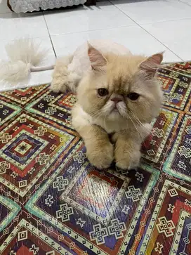 Kucing persia long hair