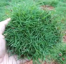 Rumput swiss - rumput taman