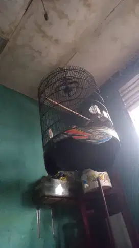 Kandang murai bekas