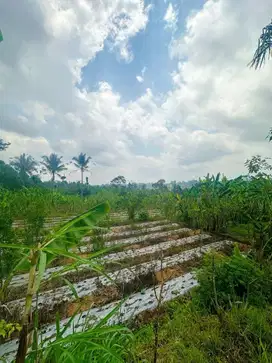 DIJUAL TANAH 33 ARE DI UBUD