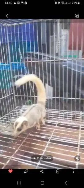 SUGAR GLIDER MOZAIC BETINA