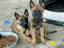 DIJUAL ANJING BELGIAN MALINOIS