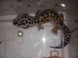 Gecko Betina ( 1 Y.O )