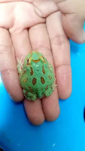 Baby pacman morph Pappermint (Gen Bluesamurai)