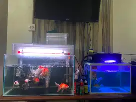 JUAL CEPAT 2 aquarium + all ikan