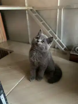 Kucing BSH anakan 2 Bulan
