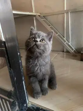 Kucing BSH anakan 2 Bulan
