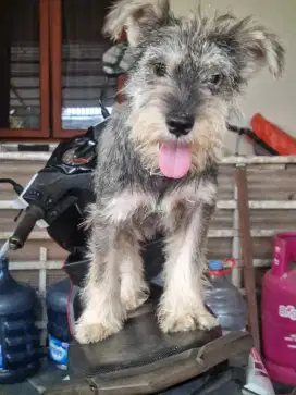 Anjing Mini Schnauzer