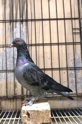 Indukan Betina Merpati Tinggian Kolongan Trah Thanos Pendowo Kenwood