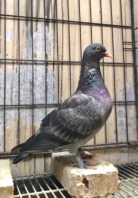 Indukan Betina Merpati Tinggian Kolongan Trah Pendowo Kenwood PW