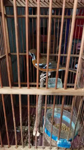 Burung anis mulus