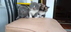 Kucing Peranakan Persia