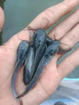 Bibit lele 7.8cm