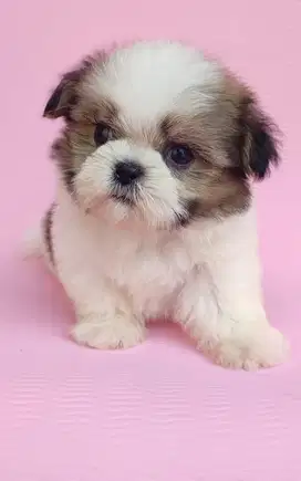 Host live doggie