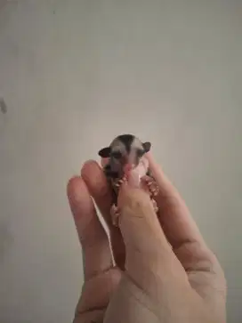 Sugar glider baby jantan