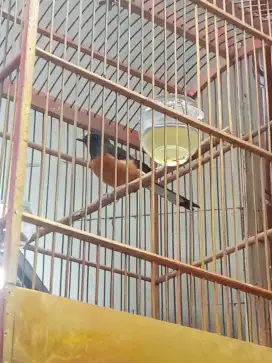 Jual murai betina ternakan siap ternak trah prestasi